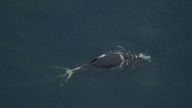 North Atlantic right whale ‘likely to die,’ NOAA says