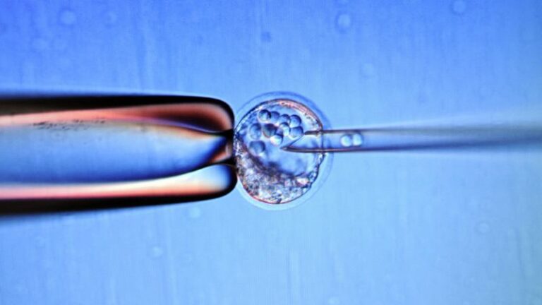Stem Cells Fast Facts | CNN